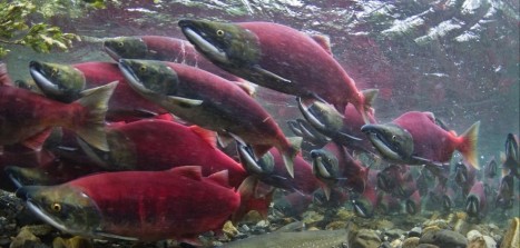 Wild Things: Salmon Schooling for Spawning Run - Door County Pulse
