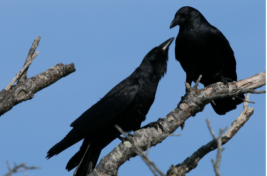 Do Crows Have Culture?